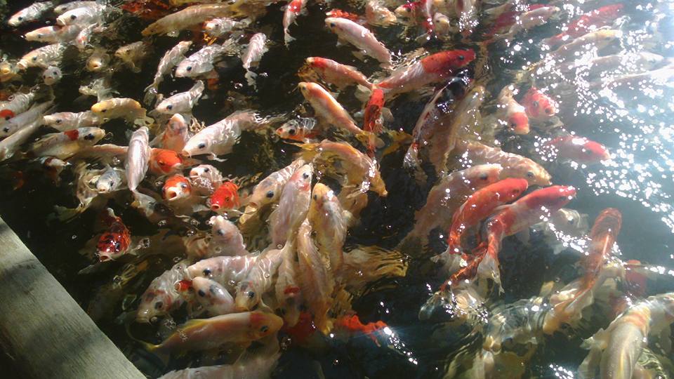 17884477_10155065914035132_2365995040360464829_n